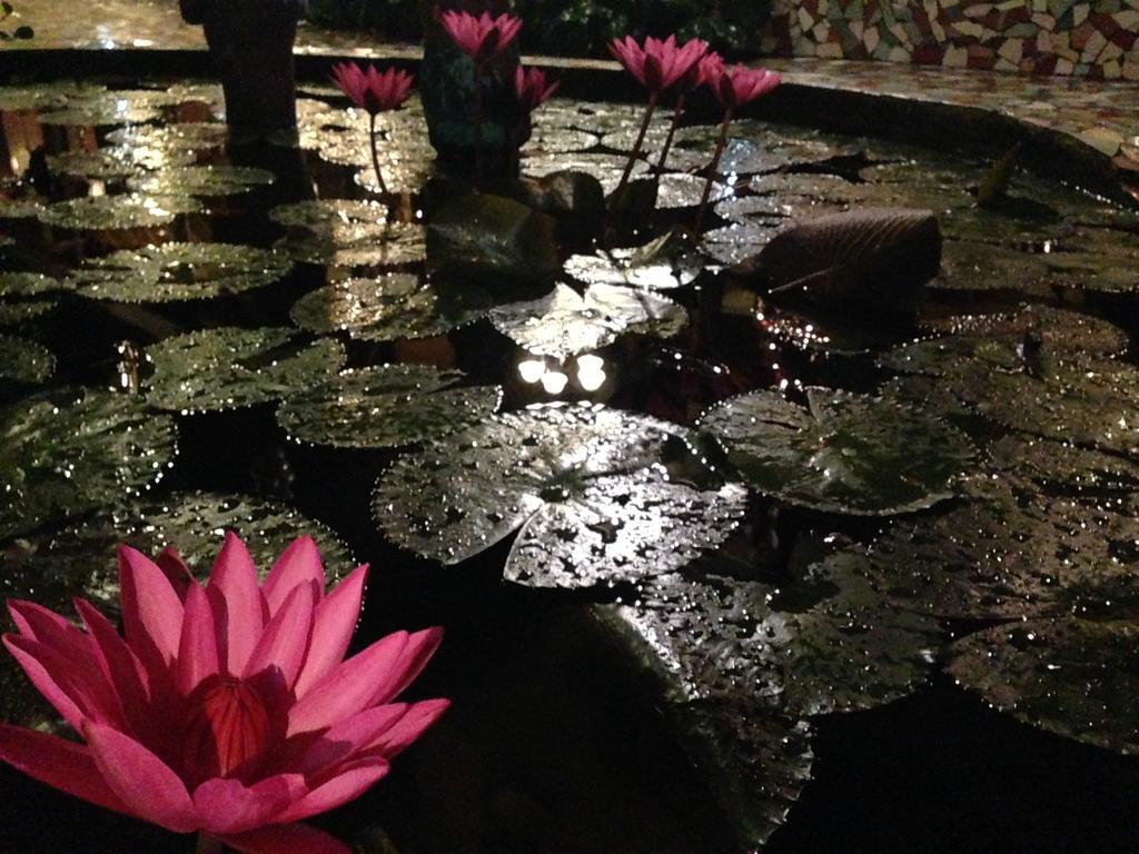 Bed and Breakfast The Lotus Garden Puerto Princesa Zewnętrze zdjęcie